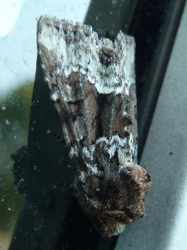 Oligia sp.