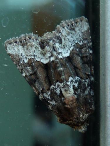 Oligia sp.
