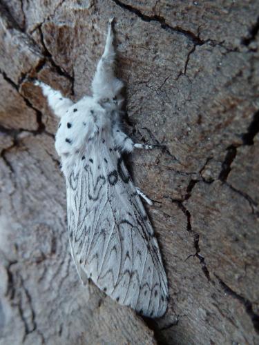 Cerura erminea