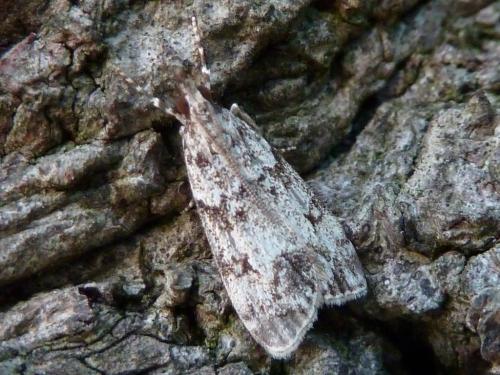 Réf. 142 549 : Eudonia lacustrata