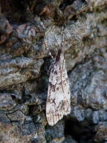 Réf. 142 550 : Eudonia lacustrata