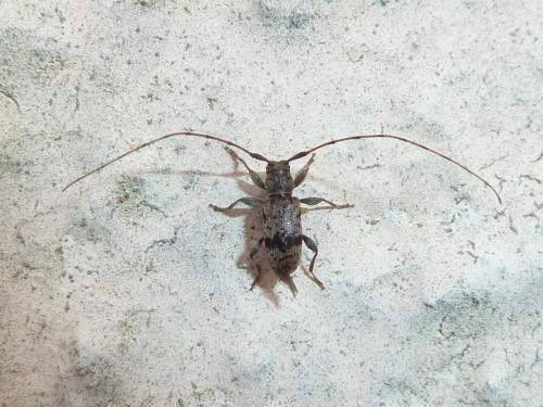 Réf. 142 578 : Leiopus femoratus