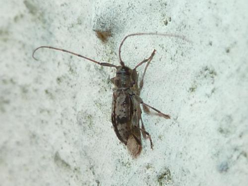 Leiopus femoratus