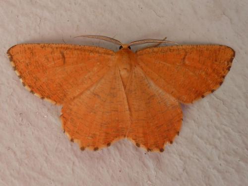 Réf. 142 569 : Angerona prunaria
