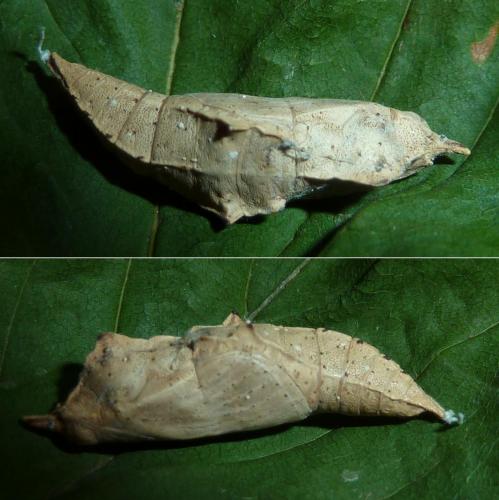 Réf. 142 530 : Pieris sp.