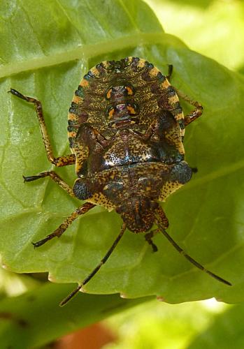 Réf. 142 308 : Pentatoma rufipes