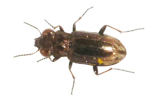 Réf. 142 893 : Notiophilus quadripunctatus