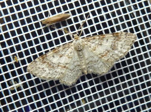 Réf. 142 268 : Hydrelia sylvata