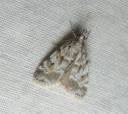 Réf. 142 705 : Scoparia sp.