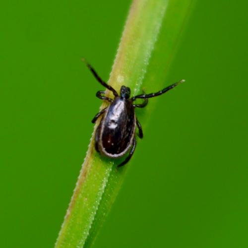Réf. 142 539 : Ixodes ricinus