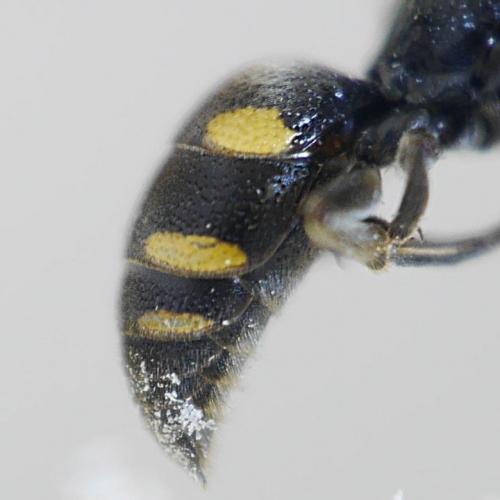 Nysson trimaculatus