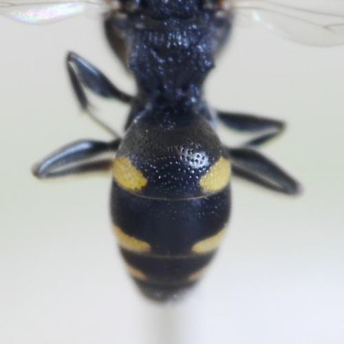 Nysson trimaculatus