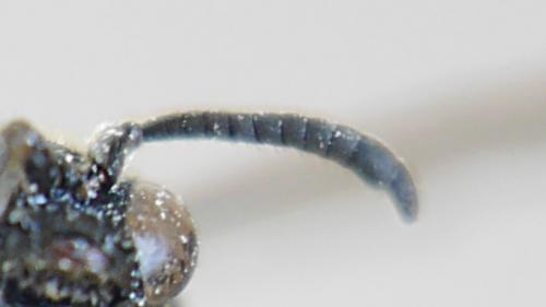 Nysson trimaculatus