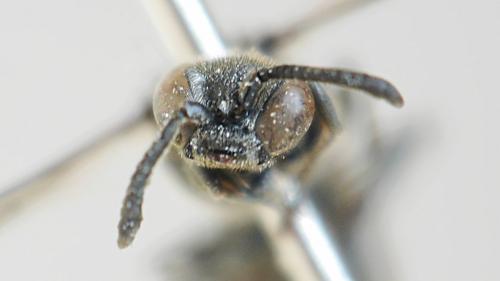 Nysson trimaculatus