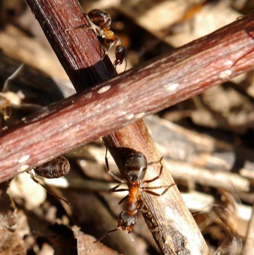 Réf. 142 370 : Formica pratensis