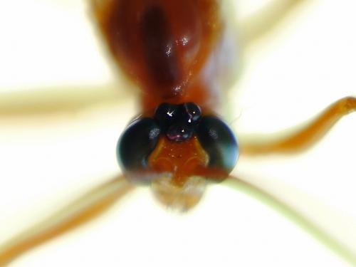 Réf. 142 716 : Netelia melanura