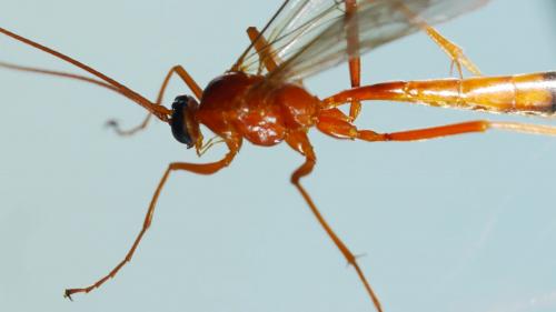Netelia melanura
