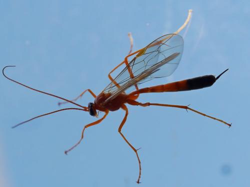 Netelia melanura
