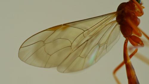 Netelia melanura