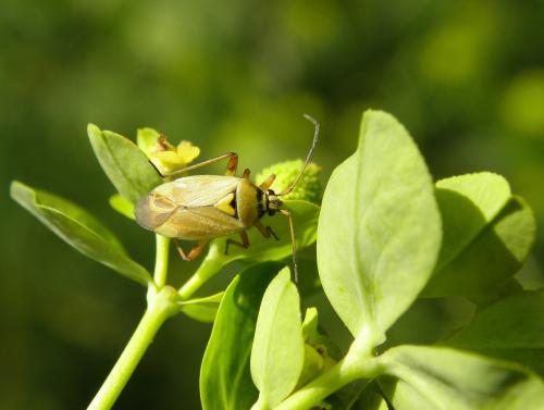 Brachycoleus pilicornis
