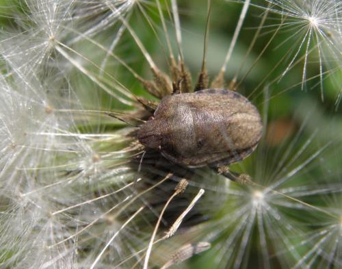 Réf. 142 513 : Eurygaster maura