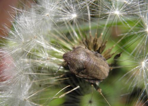 Eurygaster maura