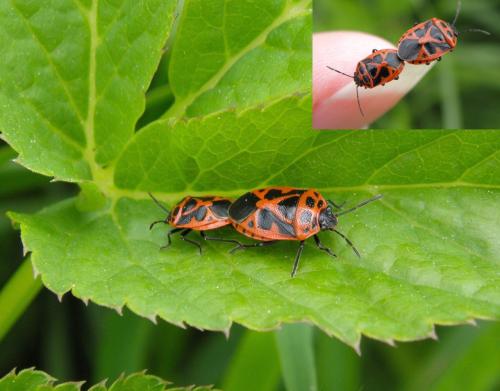 Réf. 142 302 : Eurydema dominulus