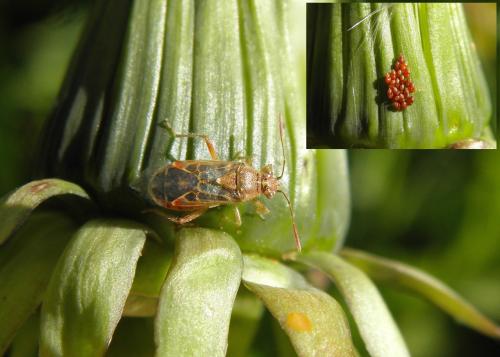Liorhyssus hyalinus