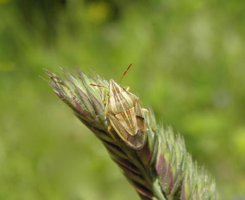 Réf. 142 297 : Aelia acuminata