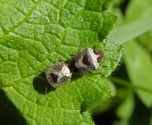 Stagonomus venustissimus