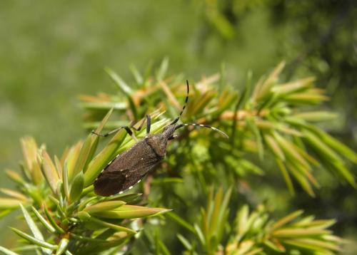 Réf. 142 367 : Dicranocephalus agilis