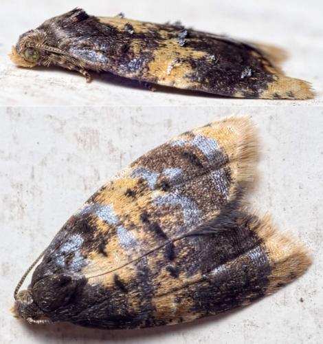 Réf. 142 638 : Spatalistis bifasciana