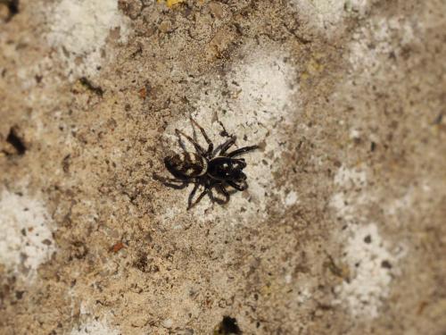Réf. 142 078 : Salticus scenicus
