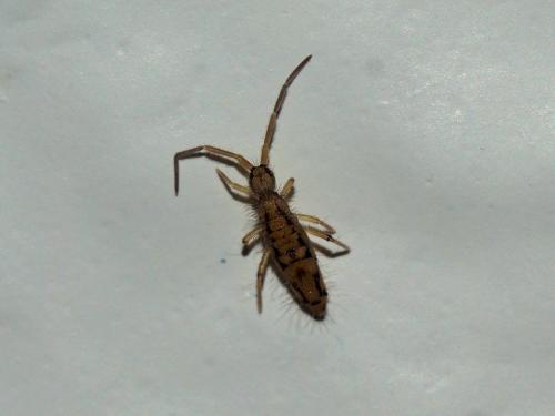 Réf. 142 075 : Entomobrya intermedia