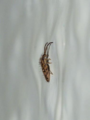 Entomobrya intermedia