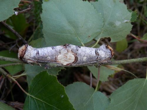 Phalera bucephala