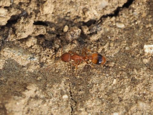 Temnothorax unifasciatus