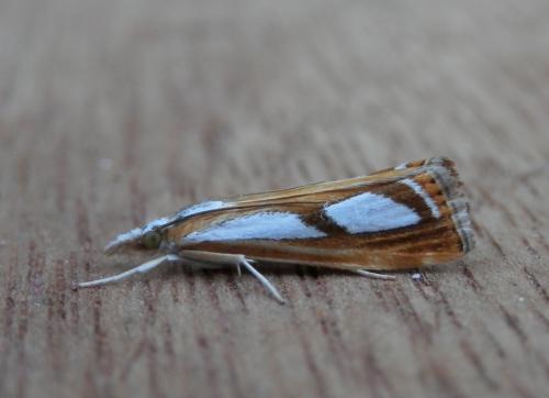 Réf. 142 097 : Catoptria permutatellus