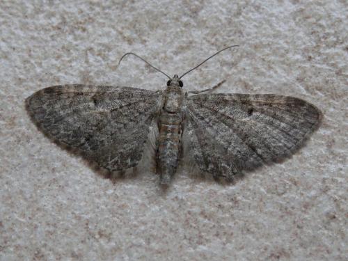 Eupithecia sp.