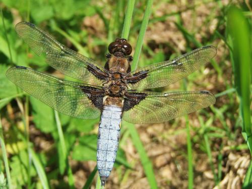 Libellula depressa