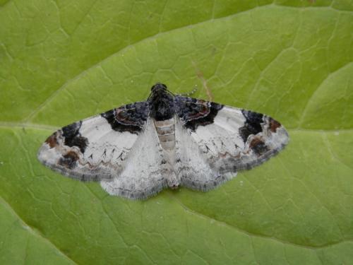 Réf. 142 162 : Catarhoe cuculata