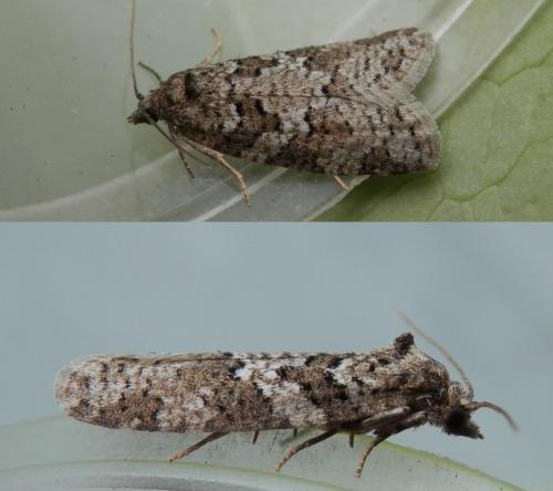 Réf. 142 172 : Cnephasia sp.