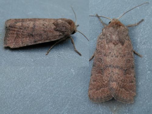 Réf. 142 170 : Hoplodrina octogenaria