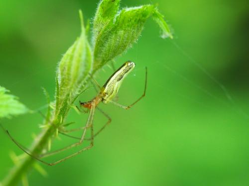 Tetragnatha sp.