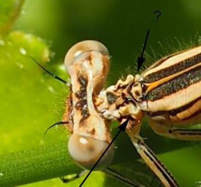 Platycnemis acutipennis
