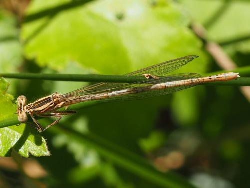 Réf. 142 882 : Platycnemis acutipennis