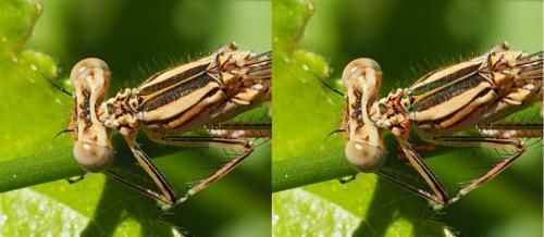 Réf. 142 892 : Platycnemis acutipennis