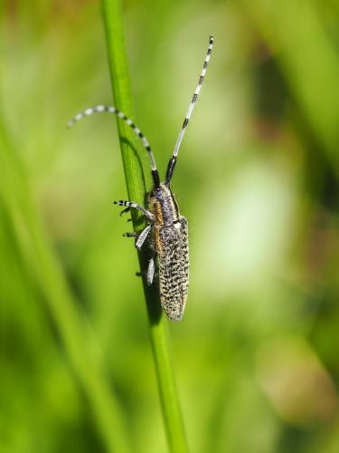 Agapanthia villosoviridescens