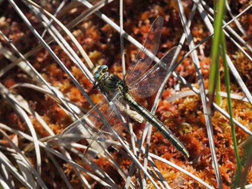 Gomphus pulchellus