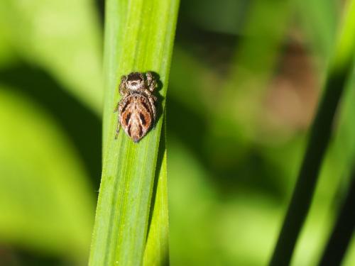 Evarcha arcuata